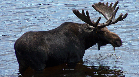 moose-safari-maine