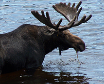 maine moose